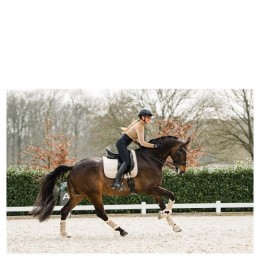 ANKY Pad Jubilee Dressage XB24001