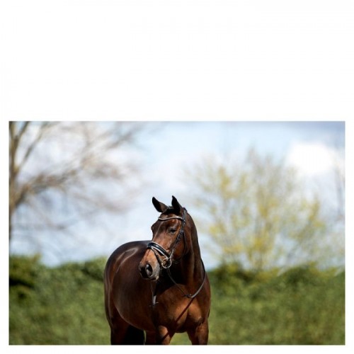 ANKY snaffle bridle ATH16003