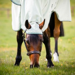 Rambo Hoody eczema rug