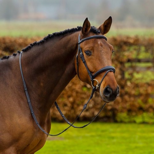 Trust Amsterdam bridle anatomic noseband