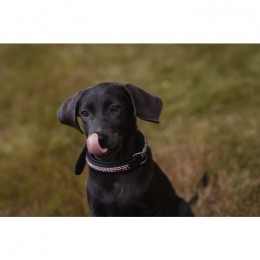 Equestrian Stockholm FW'21 Orchid Bloom dog collar