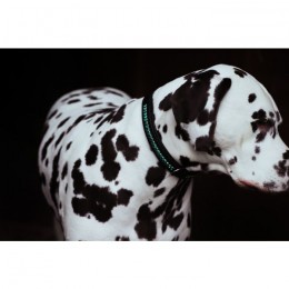 Equestrian stockholm SS'21 Deep Olivine dogcollar