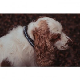 Equestrian Stockholm SS'21 Parisian Blue collar