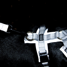 Kentucky Dog Harness active reflective