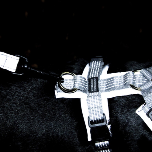 Kentucky Dog Harness active reflective