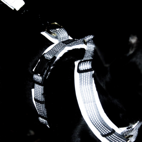 Kentucky Dog Harness active reflective
