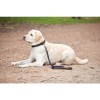 Weatherbeeta Leather Plaited Dog Lead