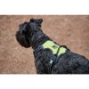 Weatherbeeta Anti Pull/Travel Harness