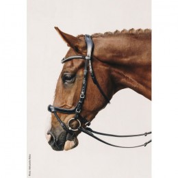 Schockemöhle Bridle Equitus Omega