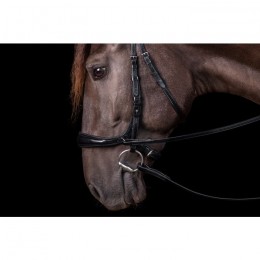 Schockemöhle 3-in-1 Bridle Equitus Theta