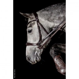 Schockemöhle 3-in-1 Bridle Equitus Theta