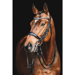 Schockemöhle Bridle Equitus GAMMA