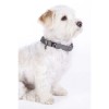 HKM Dog Collar Anam Cara