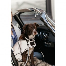 Kentucky Dog Rug Reflective