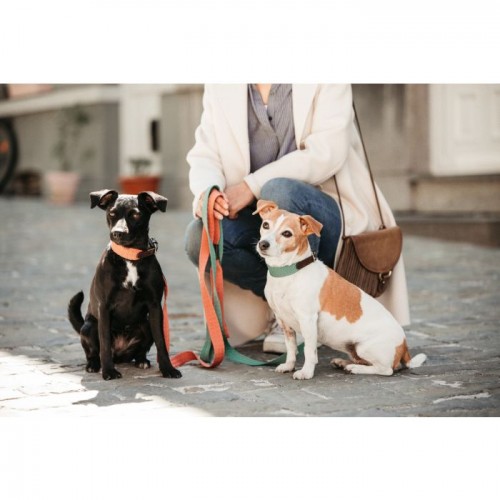 Kentucky Dog collar Jacquard