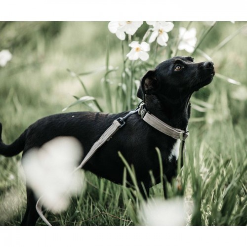 Kentucky Dog Collar Lizard