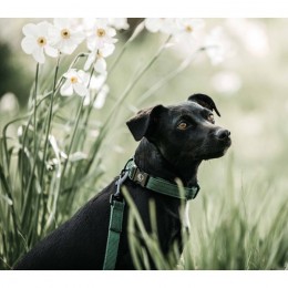Kentucky Dog Collar Lizard
