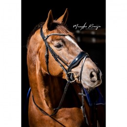 HB Showtime Bridle Special Guy