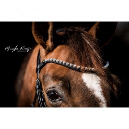 HB Showtime Bridle Special Guy