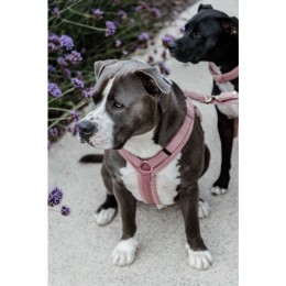 Kentucky Dog Harness Active Teddy Fleece