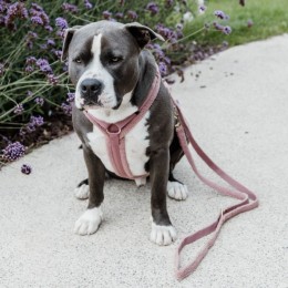 Kentucky Dog Leash Teddy Fleece 200cm