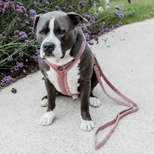 Kentucky Dog Leash Teddy Fleece 200cm