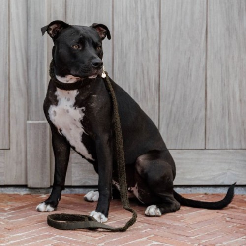 Kentucky Dog Collar Teddy Fleece