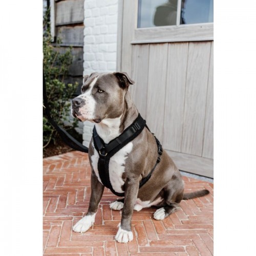 Kentucky Dog Harness Active Teddy Fleece