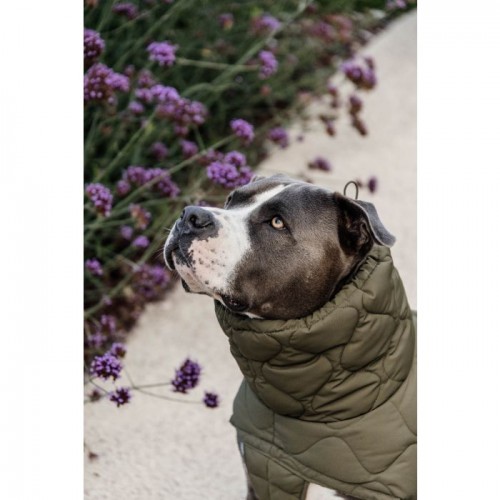 Kentucky Dog Coat Winter Pina