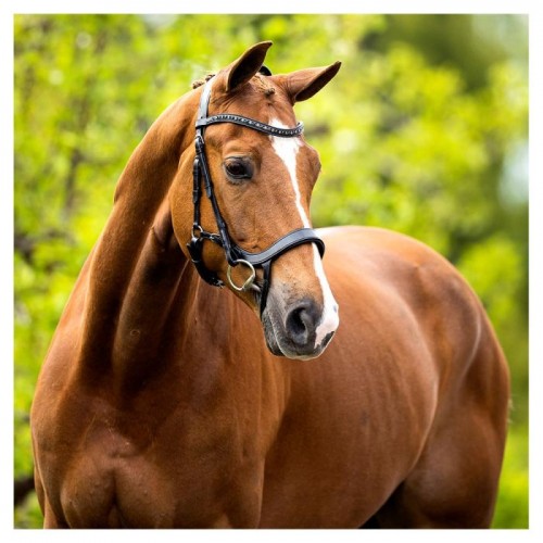 BR anatomic bridle "Mirfield"