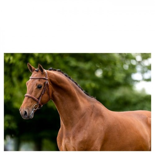 BR Hunter Bridle Oxford