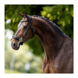 BR Hackamore Bridle Lydney