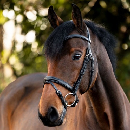 Kavalkade Bridle Robin