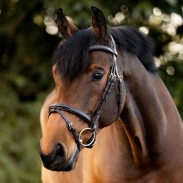 Kavalkade Bridle Robin