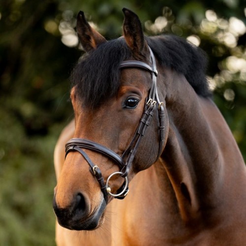 Kavalkade Bridle Robin