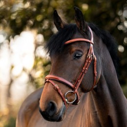 Kavalkade Bridle Robin