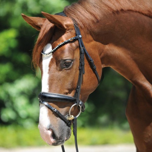 Kavalkade bridle Grey