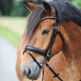 Kavalkade Draft Horse Bridle Clinchesse