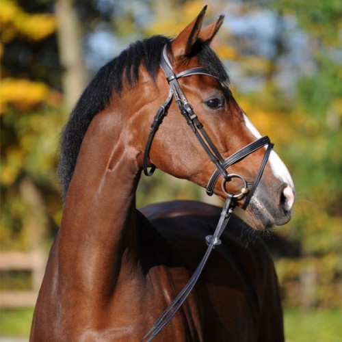 Kavalkade Bridle SH4 Ella