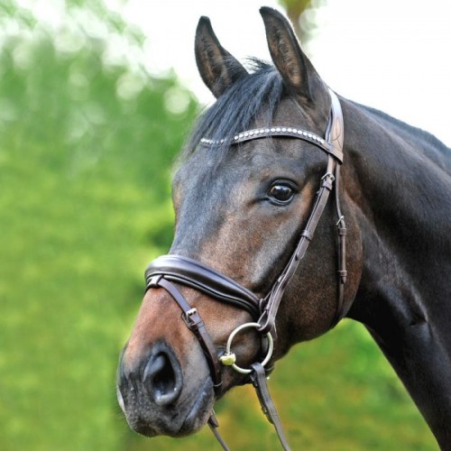 Kavalkade Bridle Charlotte