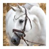 Kavalkade Bridle Everness