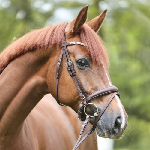 Kavalkade Bridle Everlyn