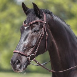 Kavalkade Bridle Everana