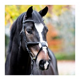 Kavalkade Bridle Proline-Diego Mexican noseband