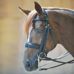Kavalkade Double Bridle Dacira