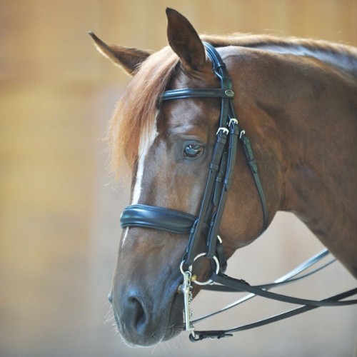 Kavalkade Double Bridle Dacira