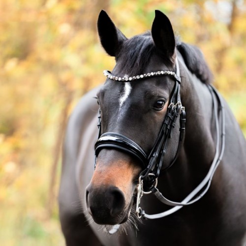 Kavalkade Weymouth Bridle Selina