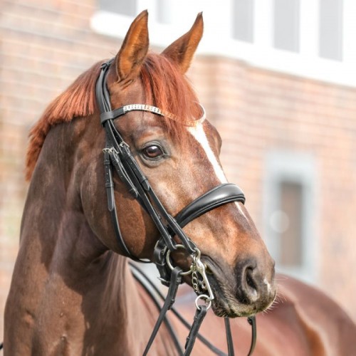 Kavalkade Double Bridle Sonya