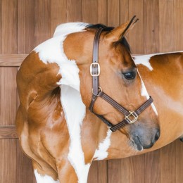 Kentucky Leather Halter Wellington