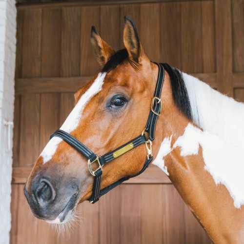 Kentucky Leather Halter Wellington